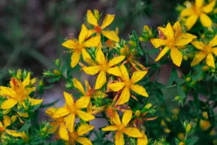 Βαλσαμόχορτο: Τι δείχνουν οι μελέτες για το βότανο που συνδέεται με καλύτερη διάθεση