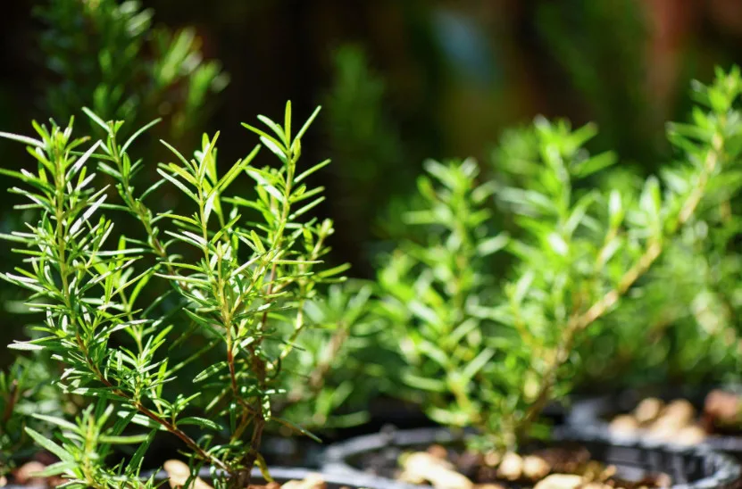 Βότανο για γκρίζα μαλλιά: Μύθος ή φυσική λύση που δουλεύει;