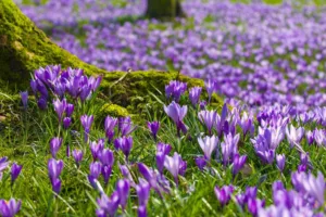 Το μυστήριο λιβάδι των κρόκων: Εκατοντάδες χιλιάδες λουλούδια σηματοδοτούν κάθε χρόνο την άνοιξη στη βρετανική ύπαιθρο