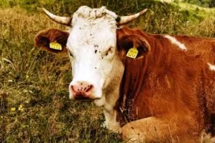 Υπουργείο: Δεύτερο επιβεβαιωμένο κρούσμα αφθώδους πυρετού στη Λέσβο