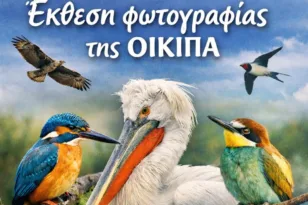 «Τα πουλιά της Ελλάδας»: Έκθεση φωτογραφίας της ΟΙΚΙΠΑ
