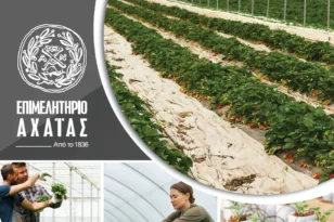 Το Επιμελητήριο Αχαΐας ενισχύει τον αγροτικό τομέα με το νέο Αγροτικό Τμήμα