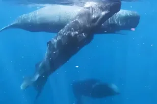 Φάλαινες συνεργάστηκαν κατά τη διάρκεια γέννας για να προστατεύσουν νεογέννητο ΒΙΝΤΕΟ