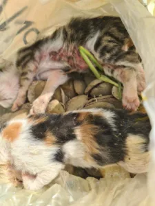 Εγκλημα στα Κρέστενα: νεογέννητα γατάκια δεμένα σε σακούλα, πεταμένα σε κάδο...