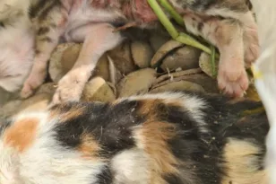 Εγκλημα στα Κρέστενα: νεογέννητα γατάκια δεμένα σε σακούλα, πεταμένα σε κάδο…