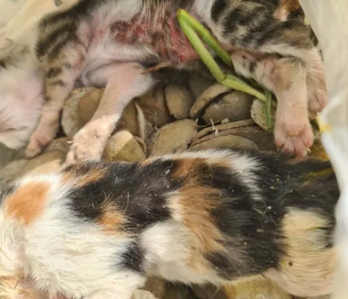 Εγκλημα στα Κρέστενα: νεογέννητα γατάκια δεμένα σε σακούλα, πεταμένα σε κάδο...