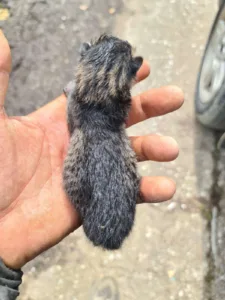 Εγκλημα στα Κρέστενα: νεογέννητα γατάκια δεμένα σε σακούλα, πεταμένα σε κάδο...