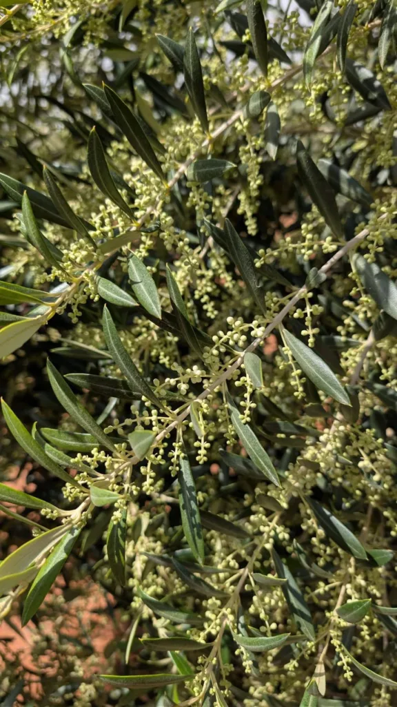 Η καρπόδεση της ελιάς (Olea europaea L.) – Φυσιολογία, περιβαλλοντικοί ερεθισμοί και εφαρμοσμένη ερμηνεία.