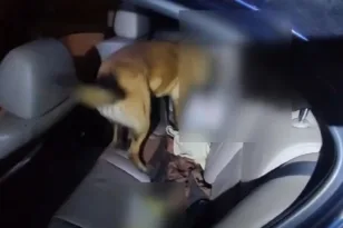 Εύζωνοι: Σκύλος ανίχνευσης ναρκωτικών εντόπισε 518 γραμμάρια ηρωίνης σε κουτί δημητριακών ΒΙΝΤΕΟ