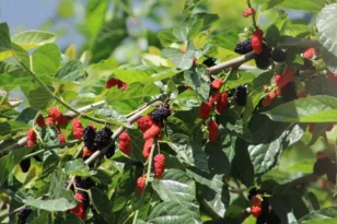 Περάσατε τα 50; Βάλτε αυτά τα 8 θαυματουργά τρόφιμα στο πιάτο σας και θα δείτε μεγάλη διαφορά παντού!