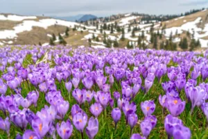 Το μυστήριο λιβάδι των κρόκων: Εκατοντάδες χιλιάδες λουλούδια σηματοδοτούν κάθε χρόνο την άνοιξη στη βρετανική ύπαιθρο