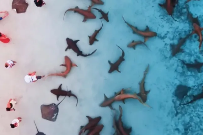 Μαλβίδες: Εντυπωσιακό βίντεο με δεκάδες υφαλοκαρχαριες ΒΙΝΤΕΟ