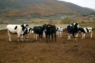 ΥΠΑΑΤ: 8 νέα επιβεβαιωμένα κρούσματα αφθώδους πυρετού στη Λέσβο