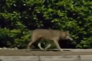 Λύκος έκανε βόλτα σε σπίτια στους Θρακομακεδόνες ΒΙΝΤΕΟ