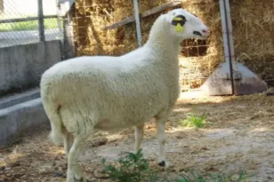 Κάρυστος: Πρόβατο έπεσε σε πηγάδι και στήθηκε επιχείρηση για να σωθεί! ΦΩΤΟ