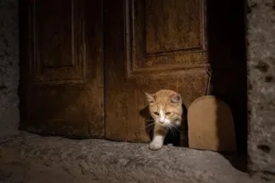 Η ιστορική πορτούλα για τις γάτες στο Τοπ Καπί εξακολουθεί να κεντρίζει το ενδιαφέρον των επισκεπτών