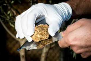 Τρούφα: Ο υπόγειος θησαυρός της ελληνικής φύσης