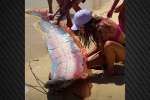 Δύο σπάνια “ψάρια της αποκάλυψης” εμφανίστηκαν σε παραλία στο Μεξικό