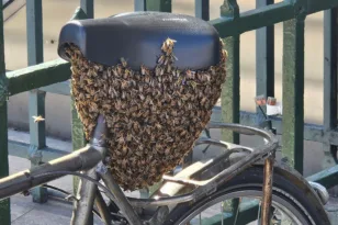 Παρίσι: Χιλιάδες μέλισσες έκαναν φωλιά σε σέλα ποδηλάτου ΒΙΝΤΕΟ