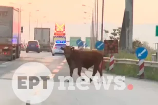 Θεσσαλονίκη: Αλαλούμ στην Εθνική Οδό από αγελάδα που κυκλοφορούσε ανάμεσα σε αυτοκίνητα