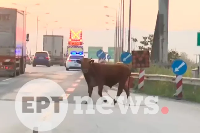 Θεσσαλονίκη: Αλαλούμ στην Εθνική Οδό από αγελάδα που κυκλοφορούσε ανάμεσα σε αυτοκίνητα