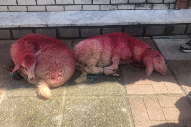 «Αυτό που είδα ήταν τουλάχιστον βάρβαρο» έβαψαν κόκκινα αρνιά και τα έδεσαν έξω από εκκλησία! ΦΩΤΟ