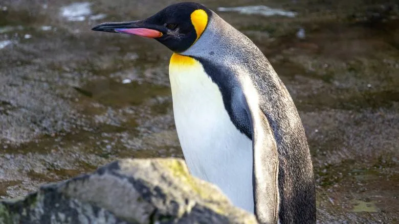 Αυτοκρατορικός πιγκουίνος: Στα απειλούμενα είδη – Στο μισό ο πληθυσμός έως το 2080 Αυτοκρατορικός πιγκουίνος: Στα απειλούμενα είδη – Στο μισό ο πληθυσμός έως το 2080