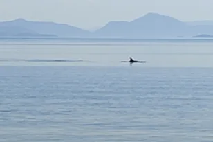 Ο χορός των δελφινιών και το όμορφο θέαμα στην παραλία της Κάτω Γατζέας στο Νότιο Πήλιο, ΒΙΝΤΕΟ