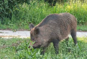 Αττική: Mεγαλόσωμο αγριογούρουνο βόλταρε στα βόρεια προάστια