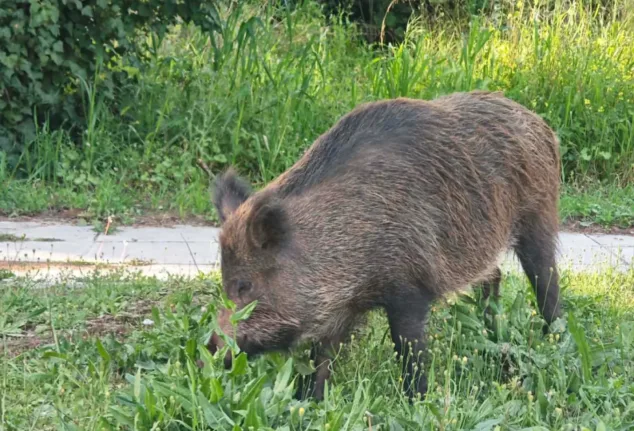 Αττική: Mεγαλόσωμο αγριογούρουνο βόλταρε στα βόρεια προάστια