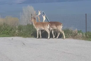Ηλεία: «Απέδρασαν» τα ελάφια και…απειλούν τους οδηγούς οχημάτων