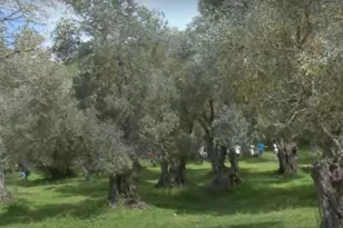 Κρήτη: Αναγκαστική προσγείωση ελικοπτέρου σε ελαιώνα - Η ανακοίνωση της Πολεμικής Αεροπορίας