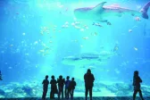 Το Aquarium που θα άλλαζε την Πάτρα: Πλούτος στον βυθό, έλλειμα στην επιφάνεια