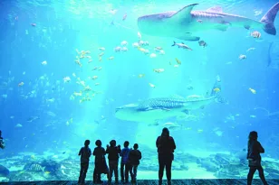 Το Aquarium που θα άλλαζε την Πάτρα: Πλούτος στον βυθό, έλλειμα στην επιφάνεια