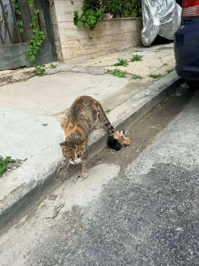 Φρίκη στον Βόλο: Αδιανόητη κακοποίηση γάτας – Βρέθηκε να σέρνει τα νεογέννητα μικρά της από την ουρά ΦΩΤΟ