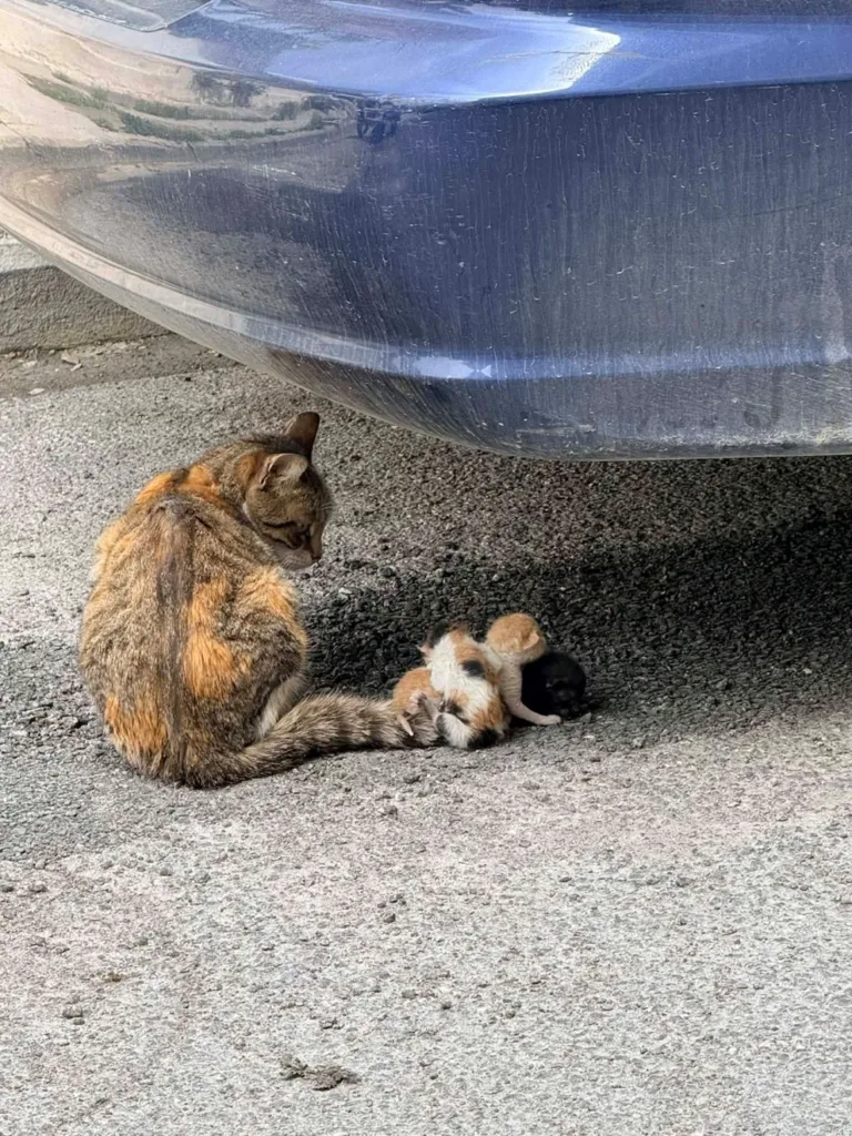 Φρίκη στον Βόλο: Αδιανόητη κακοποίηση γάτας – Βρέθηκε να σέρνει τα νεογέννητα μικρά της από την ουρά ΦΩΤΟ