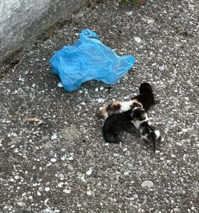 Αγρίνιο: Καταγγελία ότι έβαλε νεογέννητα γατάκια σε σακούλα, μήνυση και σύλληψη ΦΩΤΟ