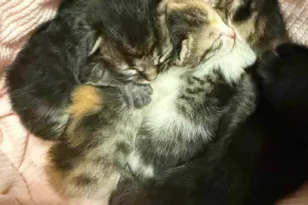 Φρίκη στον Βόλο: Αδιανόητη κακοποίηση γάτας – Βρέθηκε να σέρνει τα νεογέννητα μικρά της από την ουρά