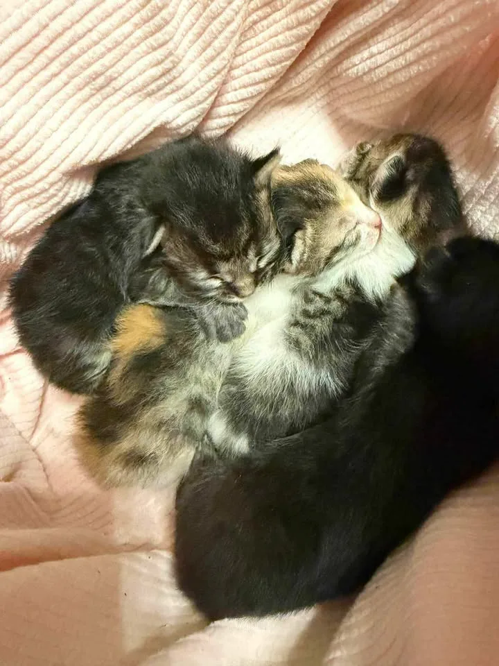 Αγρίνιο: Καταγγελία ότι έβαλε νεογέννητα γατάκια σε σακούλα, μήνυση και σύλληψη ΦΩΤΟ