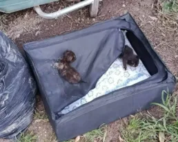Ραφήνα: Εγκατέλειψαν νεογέννητα γατάκια μέσα σε βαλίτσα!