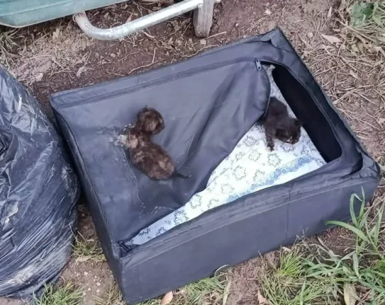 Ραφήνα: Εγκατέλειψαν νεογέννητα γατάκια μέσα σε βαλίτσα!