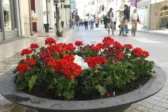 Πάτρα: Κόκκινα γεράνια στη Ρήγα Φεραίου και λουλούδια σε πλατείες ενόψει Πρωτομαγιάς ΦΩΤΟ