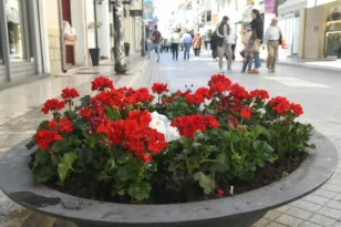 Πάτρα: Κόκκινα γεράνια στη Ρήγα Φεραίου και λουλούδια σε πλατείες ενόψει Πρωτομαγιάς ΦΩΤΟ