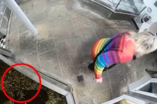 Βρετανία: Πέθανε ο αστακός που ακτιβίστρια άρπαξε από ενυδρείο εστιατορίου