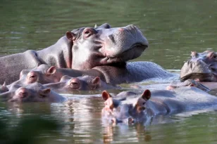 Κολομβία: Προς θανάτωση 80 ιπποπόταμοι του Εσκομπάρ, αντιδρούν οργανώσεις