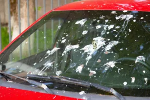 Ποια αυτοκίνητα και γιατί γίνονται πρώτος στόχος των περιστεριών!