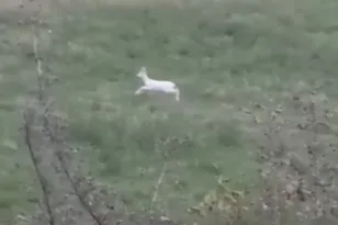 Ημαθία: Εντυπωσιακές εικόνες από σπάνια αλμπίνο ζαρκάδια