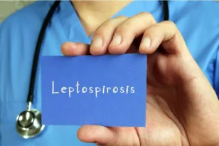 Λεπτοσπείρωση: Ποιες περιοχές «προτιμά» και γιατί