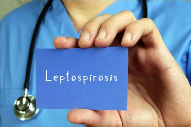 Λεπτοσπείρωση: Ποιες περιοχές «προτιμά» και γιατί