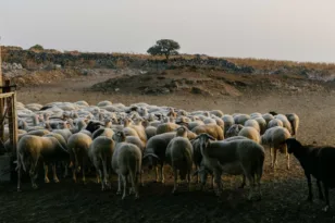 Αποζημιώσεις 22,7 εκατ. ευρώ σε κτηνοτρόφους για ζώα που θανατώθηκαν λόγω ζωονόσων